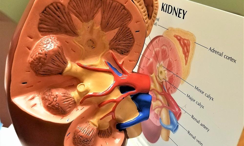 Model of the human Kidney